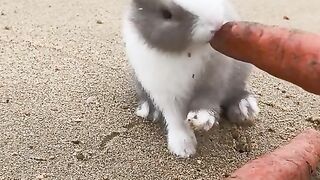 cute rabbit