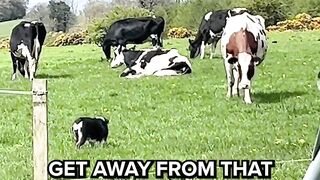The dog thinks she’s a cow