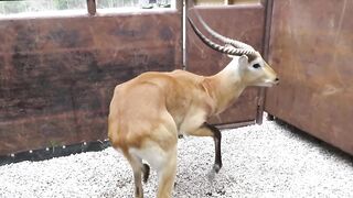 Weak Deer