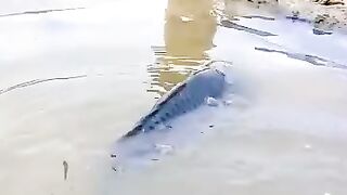 Fish love dog