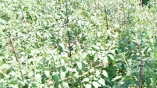 PETANI TOMAT