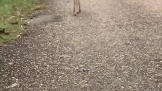 Most Viral ANIMAL Videos on the Internet