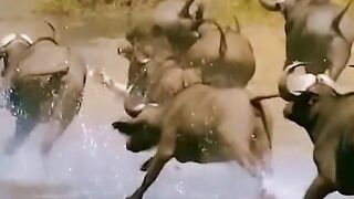 Lion hunting buffalo