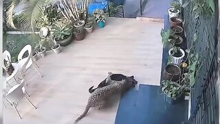 Leopard attack dog