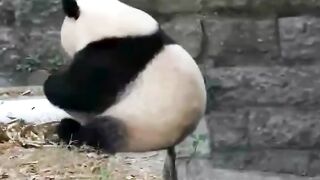panda 2025
