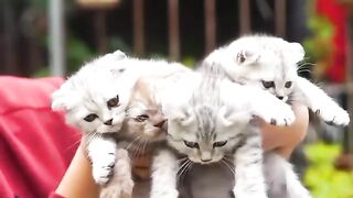 Catss