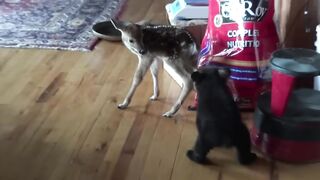 baby bear and friend