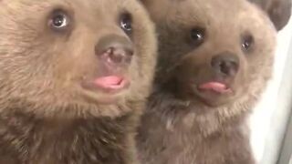 brown bear