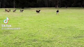 Merino dog trained and wonderful