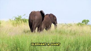 Strong Elephants