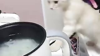 Laugh with cat jokes