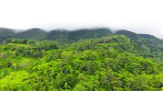 JUNGLE ANIMAL DISCOVERY ⧸ 60FPS 4K ULTRA HD #4K #ANIMALS