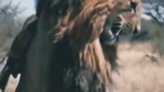 A fight between a lion and an eagle