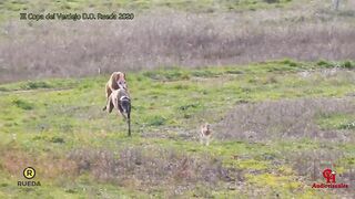 hare hunting