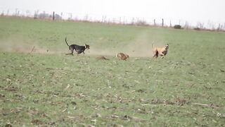 hare hare hunting