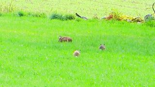 beauty of wild rabbit
