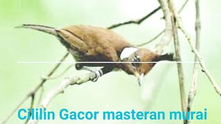 suara burung cililin gacor buat masteran burung murai batu