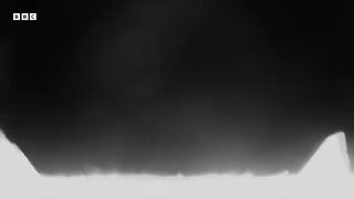 A Night Vision Flight with a Flying Fox   Animals With Cameras