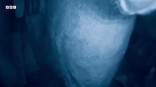 Bears Caught Getting a Midnight Snack in Night Vision