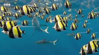 Mob of Sharks Ruthlessly Hunt Fish   Asia