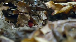 50 Million Red Crabs Take An Epic Trek to the Coast