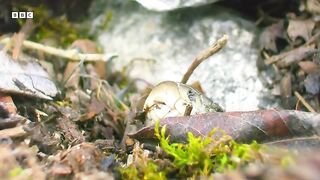 How Do Female Snakes Pick a Mate   A Perfect Planet