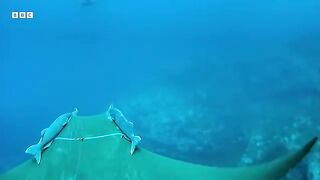 Sting Ray's Deep Ocean Dive   Animals With Cameras