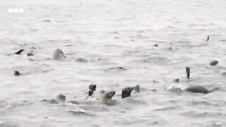 Seal Pups Learn to Swim in Protected Pool   Animals With Cameras