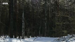 The Most Important Dance Of This Bird's Life   Earth’s Great Seasons
