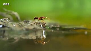 Fire Ants Build a Living Raft   A Perfect Planet