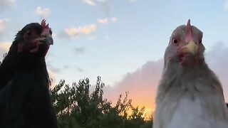 Funny Chiken????