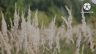 Relax mind... stress relief... peaceful rain...