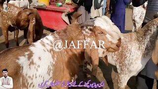 Mudra Mandi Bakra Mandi Pakistan today  2023 ki Pahli