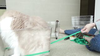 Cat's Fun Many Cats teach Woman _Cats lover's