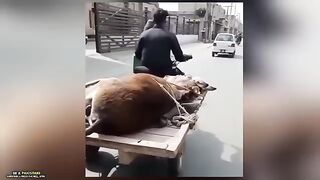 Funny_Pakistani_Desi_Jugar_Part_33_Be_a_Pakistani. #funnypakistanijugaar_#pakistanifunnyvideos_#funnyvideos_#jugaar_#pakistanifunnypeople(360p)