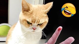 Aww Very Funny - Funniest Cats and Dogs Part 6