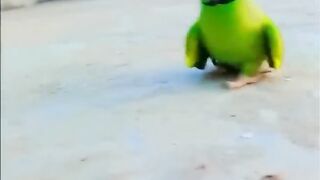 Smart Parrot talking in smart #talkingparrot #shorts.