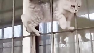 funny cats
