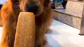 funny-dogs eating ice cream