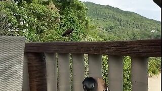 beautiful birds video_#shorts #trending #mybloopers #viralvideo #cuteanimals #soundanimals #wild.