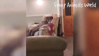 Funny animals videos ! Try not to laugh! ????????????????????