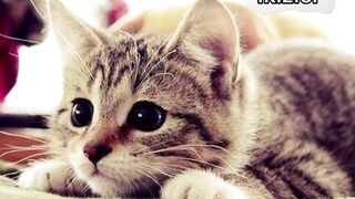 Cute Pets|little cute pets