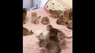 Cute baby animals Videos Compilation cute moment of the day