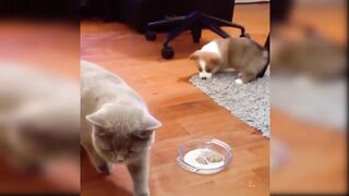 Cat videos cats VS dogs