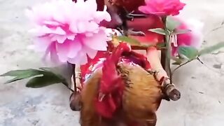 Funny Cock