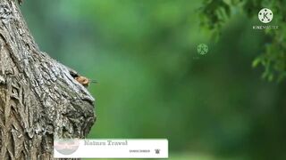 Jungle Bird beautiful