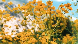 Best yellow flowers for nature lovers
