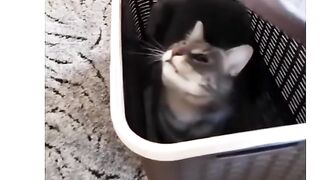 angry pets