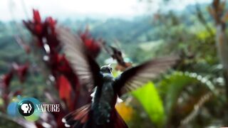 Hummingbirds_Battle_in_the_Air #hit #viral
