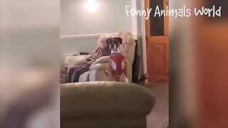 Funny#### dogs comedy#### vedios